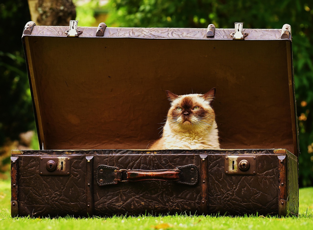 Cat calmly chilling, concealed cozily in classic chest, countryside charm